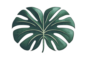 A single Monstera leaf with deep green color and distinctive split patterns is displayed against transparency background, showcasing its natural beauty and intricate design png