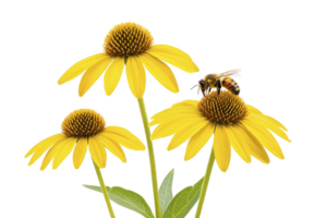A Three vibrant yellow coneflowers with bee collecting nectar, showcasing nature beauty and pollination. flowers bright petals and green leaves create lively scene png