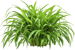 A lush, vibrant green bush with long, slender leaves creates sense of freshness and vitality. dense foliage is reminiscent of tropical environments, adding touch of nature beauty png