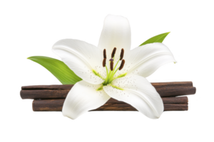A beautiful white lily flower with green leaves is elegantly placed on stack of cinnamon sticks, creating harmonious and fragrant composition png