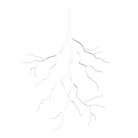 A striking white lightning bolt with branching tendrils on transparency background, symbolizing power and energy. jagged lines create dramatic and electrifying visual effect png