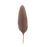 A single brown feather with intricate details and smooth texture, isolated on transparency background, symbolizing lightness and freedom png