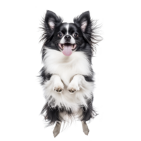 A joyful black and white long haired dog with its tongue out, jumping playfully against transparency background. dog fluffy fur and expressive eyes convey excitement and energy png