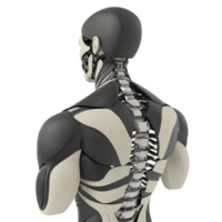 futuristic humanoid robot with visible mechanical spine and sleek design, showcasing advanced technology and innovation. robot structure is both functional and aesthetically striking png