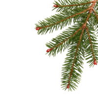 A close up of green pine branch with red buds, showcasing natural texture and detail of needles and stems. image highlights vibrant colors and intricate patterns of evergreen foliage png