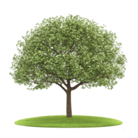 A lush green tree with full canopy stands on small patch of grass, symbolizing nature and growth. tree vibrant leaves and sturdy trunk create serene and peaceful atmosphere png