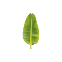 A vibrant green banana leaf isolated on transparency background, showcasing its natural texture and tropical appeal. leaf smooth surface and bright color evoke sense of freshness and nature png