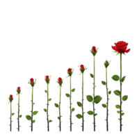 A series of red roses in various stages of growth, from bud to full bloom, is displayed against transparency background, illustrating natural progression of rose life cycle png