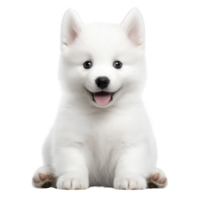 A fluffy white puppy with joyful expression sits facing forward, showcasing its adorable features and playful demeanor. puppy bright eyes and perky ears add to its charm png