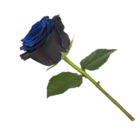 A single black and blue rose with green leaves on transparency background, symbolizing mystery and elegance. vibrant blue petals contrast with dark outer petals, creating striking appearance png
