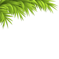 A Lush green palm leaves form vibrant corner border on transparency background, creating tropical and fresh atmosphere png