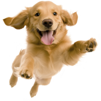 A joyful golden retriever puppy leaps playfully with its tongue out, showcasing its energetic and friendly nature png