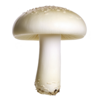 A close up of fresh white mushroom with smooth cap and visible gills, isolated on transparency background. mushroom texture and details are clearly visible, highlighting its natural beauty png
