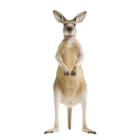 A kangaroo stands upright with curious expression, showcasing its strong legs and tail. animal fur is light brown, and its ears are perked up, giving it alert appearance png