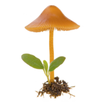 A vibrant orange mushroom with smooth cap stands tall, accompanied by small green plant, both rooted in clump of soil. mushroom delicate gills are visible beneath cap png