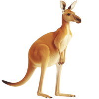 A kangaroo stands upright with its tail extended, showcasing its strong hind legs and large ears. fur is warm brown color, and kangaroo appears alert and attentive png