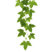 A vibrant green vine with lush leaves cascading downward, showcasing nature beauty and growth. leaves are star shaped, creating fresh and lively appearance, perfect for natural decor png