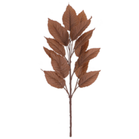 A branch with multiple brown leaves is displayed against plain background, showcasing its natural texture and autumnal color png