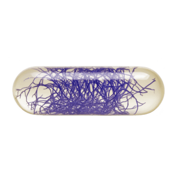 trasparente capsula pieno con intricato viola discussioni crea visivamente Impressionante e astratto design. delicato filoni modulo complesso modello, evocando senso di mistero e curiosità png