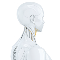 futuristic humanoid robot with sleek white design is shown in profile, highlighting its intricate neck and head structure. image emphasizes advanced technology and innovation png