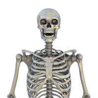 human skeleton model is shown with detailed view of skull, ribcage, and upper limbs. bones are depicted in realistic manner, highlighting anatomical features png