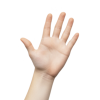 raised human hand with fingers spread open against plain background, symbolizing greeting or stop. skin tone is light, and hand appears relaxed and natural png