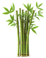 a Lush green bamboo stalks with vibrant foliage png