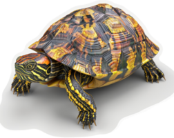 Colorful turtle shell showcasing intricate patterns. png