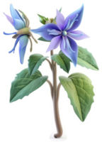 Vibrant, 3D rendering of a flowering plant with two blossoms. png