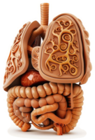 Ornate anatomical representation of the human respiratory and digestive systems. png