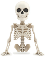 3d rendering of a human skeleton in anatomical position. png