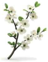 Springtime blossoms grace a slender branch. png