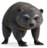 Grey-furred mammal, seemingly alert and posed. png