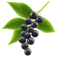 Dark blue berries cluster on a branch with vibrant leaves. png