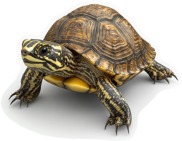 Close-up view of a patterned tortoise. png