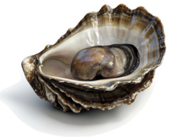 Fresh oyster nestled within its shell, showcasing its delicate interior. png