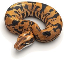 A captivating ball python coiled in a circular pattern. png