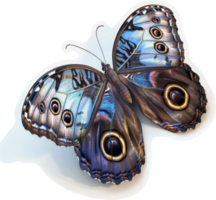Exquisite iridescent butterfly displays intricate wing patterns. png