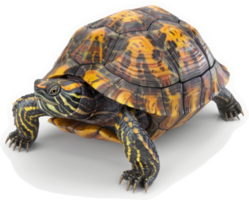 Colorful turtle shell with intricate patterns. png