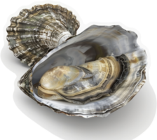 Opened oyster, showcasing its inner structure and shell. png
