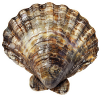 Detailed view of a scallop shell's intricate patterns. png