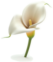 Elegant white calla lily in a close-up view. png