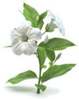 A cluster of pristine white flowers on a slender stem. png