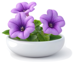 Three vibrant purple flowers in a white ceramic bowl. png