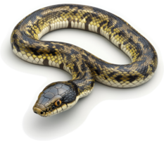 uma enrolado serpente com uma estampado corpo monitores Está cabeça. png