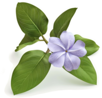 Light purple flower with lush green leaves. png