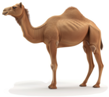 Full view of a desert camel. png