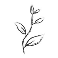 Branch with leaves hand drawn illustration. Floral element design, Hand drawn botanical illustration vector