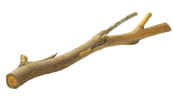 natural wooden branch with sharp broken edges and weathered bark, rustic dry tree limb on isolated background png