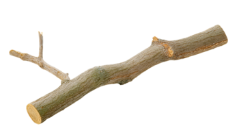 large broken tree branch with textured bark and splintered twigs, natural forest wood on isolated background png